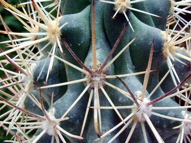 Sclerocactus _parviflorus ssp.parviflorus RP108 _08